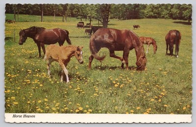 Horse Heaven Photochrome Postcard by Mike Roberts Berkeley CA