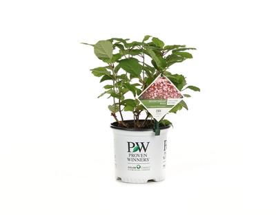 Invincibelle Ruby Smooth Hydrangea, Live Shrub, Red and Pink Flowers, 1 Gallon