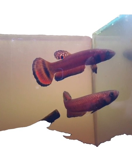 AQUANEAT Bio-Schwammfilter Für Aquarien - 3 Stück, Für Becken Bis 150 Liter, Sicher Für Kleine Fische & Jungtiere