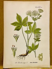 1886 ANTIQUE PICTURES LITHOGRAPH ART PRINT BOTANY FLOWER FLORA NATURE DECO PO...