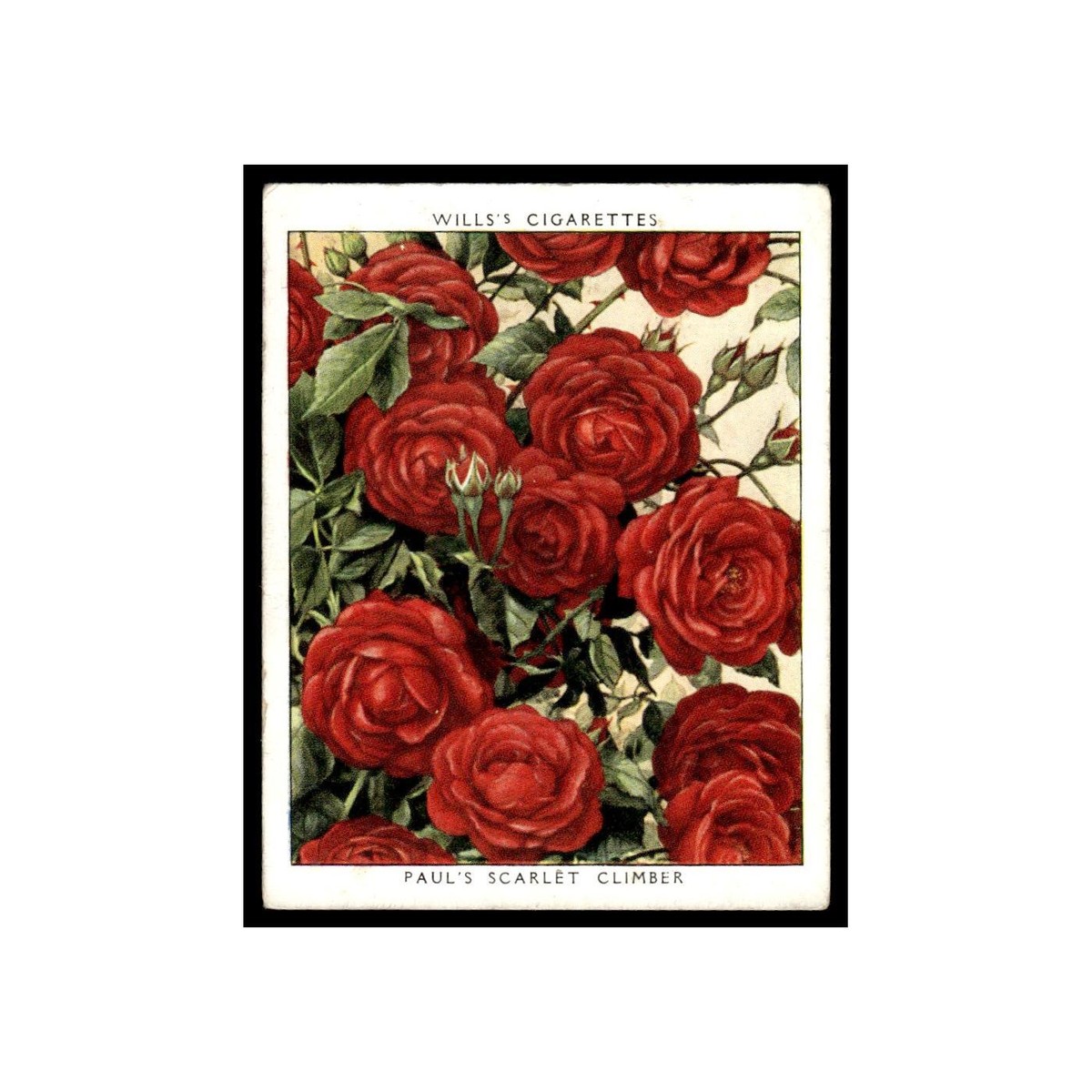 3 roses cigarettes Roses01 - Ceylon 1940 Ad Benson Hedges Debs