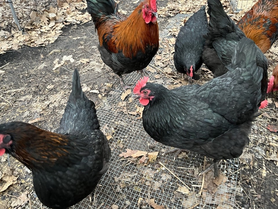 6 ++ Purebred French Black Copper Marans Hatching Eggs Dark Chocolate ...