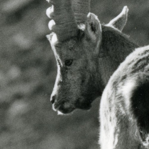 Italy Gran Paradiso National Park Alpine ibex Amateur Wildlife Photography 1970s - Picture 2 of 3