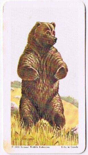 Brooke Bond Red Rose Tea Card #31 Grizzly Bear North American Wildlife In Danger