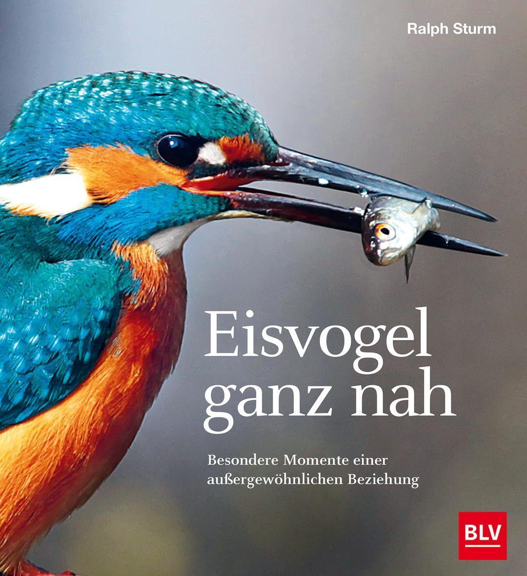 Thumbnail - Eisvogel Ganz Nah Ralph Sturm