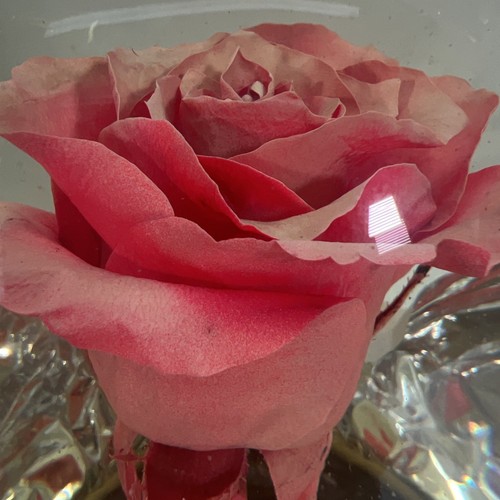 Forever ROSE/PINK In Glass Ball Water Dome Globe Large Real Rose 6x6 in. - Picture 2 of 9