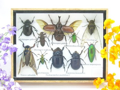 Unique piece - Real 3D prepared insects, showcase mural, museum quality a-m-40