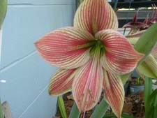 1 Amaryllis bulb Exotic Star 23-25 cm. in circumference. Blooms after planting.