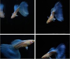 1 TRIO - Live Aquarium Guppy Fish High Quality - Albino Blue Topaz