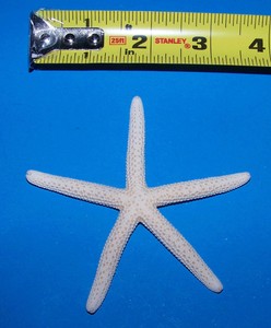 1-WHITE-FINGER-STARFISH-3-034-WEDDING-FAVOR-SEASHELL-CRAFT-DISPLAY-DECOR-READ-AD