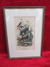 Bellissimo, Vecchio Quadro Di Uccelli Piccioni!