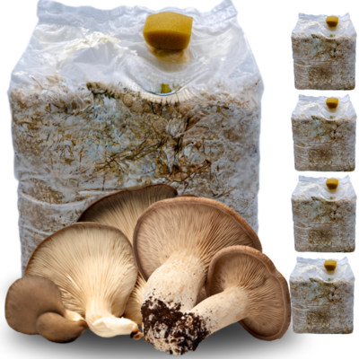 Sunrise Panetto Funghi Cardoncelli Kit Coltivazione Funghi Cardoncelli Pleutorus Eryngii Fungo Della Murgia Cardoncello Balletta Per Funghi Cardoncelli Selezionati Ballette 3 Kg (Confezione 2 Pz - Foto 6
