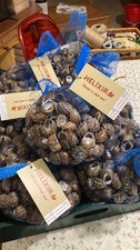 Lumache Di Terra Da Gastronomia Vive Spurgate - Helix Aspersa Muller 