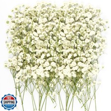 150Pcs Mini Dried Pressed White Baby  s Breath Flowers Bulk - Real Natural Fla