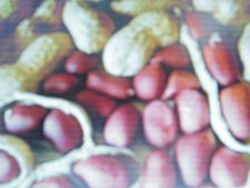 15 Graines d 'Arachide hypogaea  / Cacahuète à semer BIO