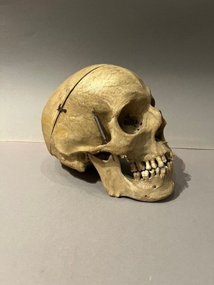 Skull Schädel Memento Mori Anatomie 