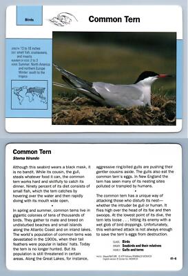 Common Tern #41.6 Birds - Grolier Wildlife Adventure Card