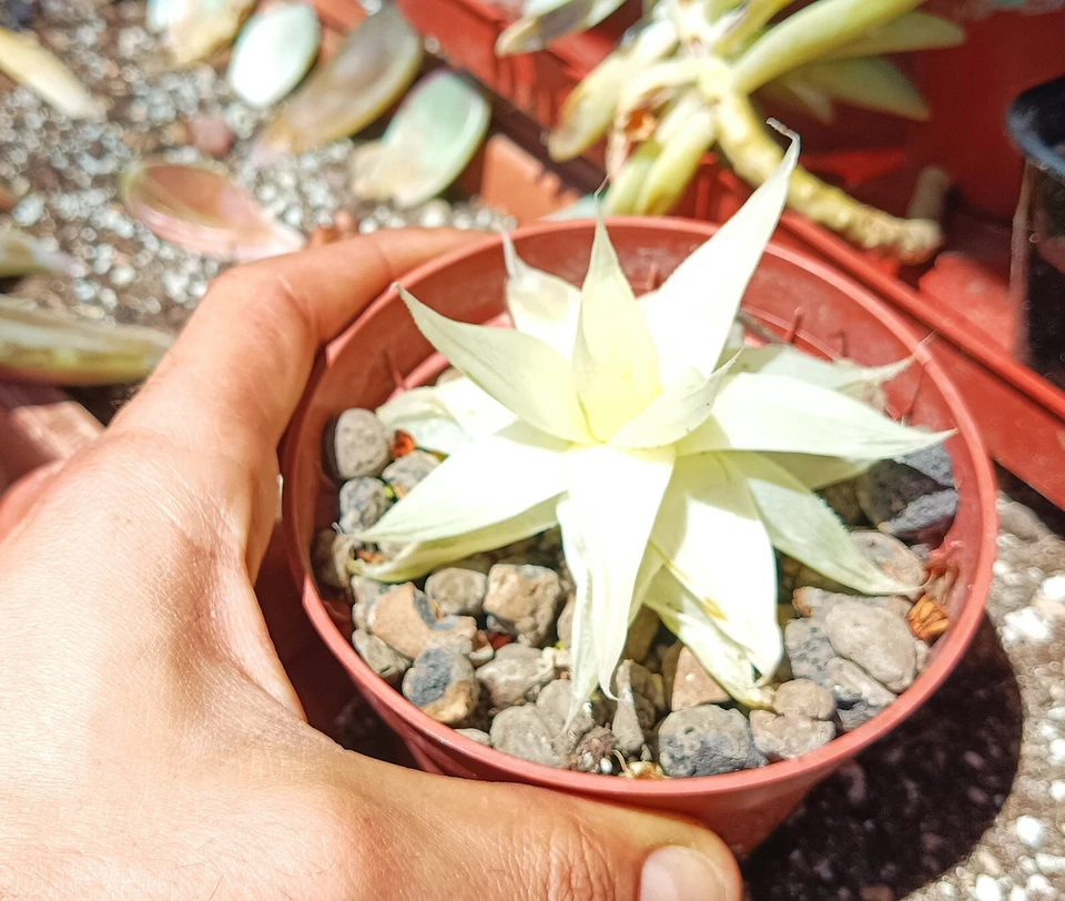 Haworthia Variegata Cactus Cacti Succulent big old homegrown plant free gift - Image 3 of 4