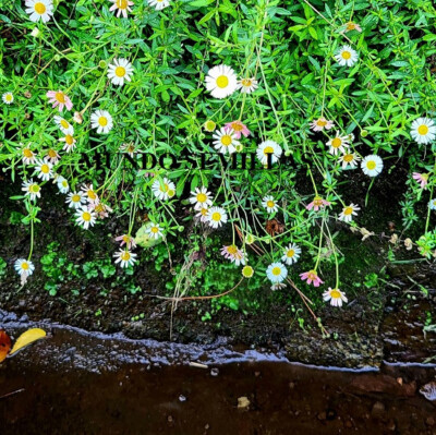 Erigeron karvinskianus - Wikipedia, la enciclopedia libre