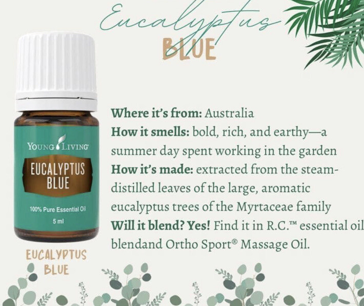 Young Living essential oils Eucalyptus Blue 5ml | eBay UK