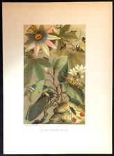 1880s Cicadae Lantern Fly L Prang & Co Full Color Chromolithograph 12.5 x 9