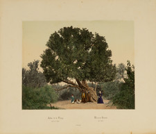 Egypte, Hammerschmidt, arbre de la vierge  Tirage albuminé aquarellé  21,5x2