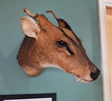 Taxidermy Muntjac, Skulls, Bones, Animal Skull, Oddities, Curio, Home Decor, Art