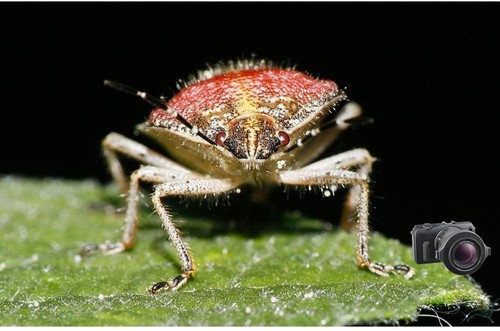 Raynox DCR-250 SUPER Macro Lens to NIKON D5000 D5100 D5200 D5300 D5500 D5600 - Picture 3 of 6