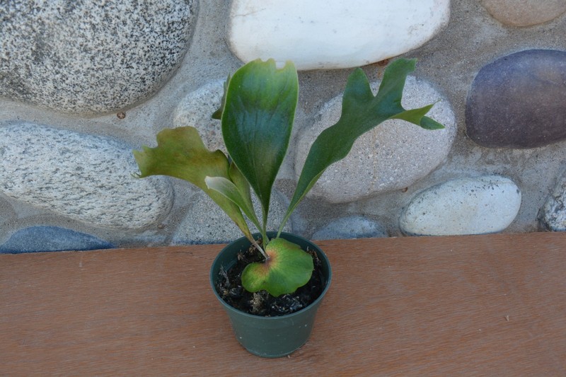 RARE PLATYCERIUM HILLII PUMILA IN 4" POT - STAGHORN US GROWN