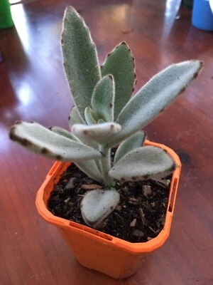 Cute Succulents Many Kinds Plants Gumtree Australia Inner Sydney Redfern 1241988737