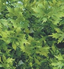ZOO MED LARGE ARTIFICIAL HANGING PLANT- REPTILES/FISH- AUSTRALIAN MAPLE