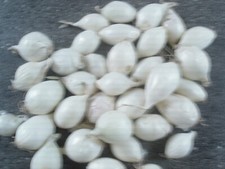 20 Oignons / bulbilles de semence BIO BLANC variété SNOWBALL