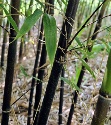 Black Bamboo Phyllostachys Nigra Live Bare Root Plant (3) Fresh Rhizomes