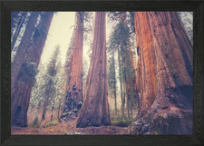 Giant Forest Framed Wall Art Poster Canvas Print Picture