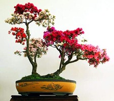 Sims Azalea Rhododendron Seeds Plants Simsii Bonsai Tree Flower 100pcs for  sale online | eBay