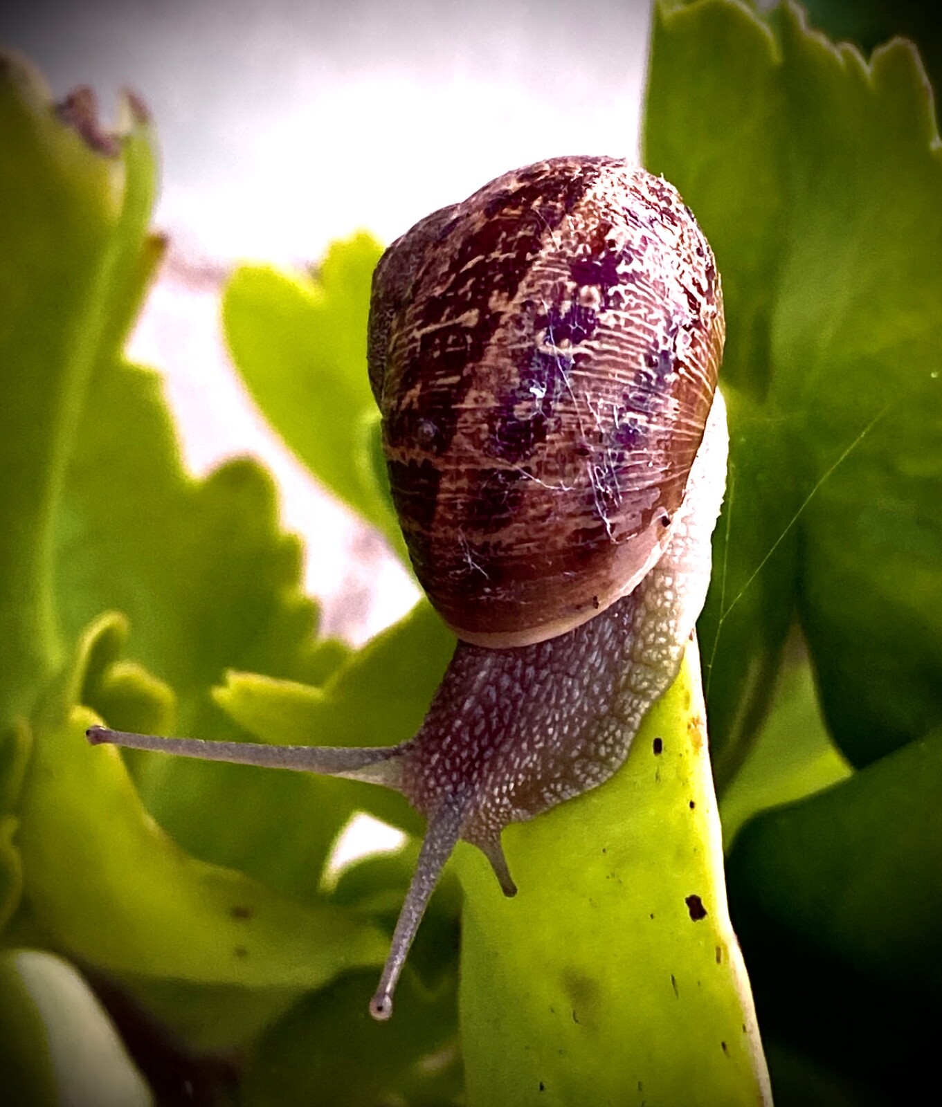 2 Live Pet Land Snails Garden Snails Great For Educational Use