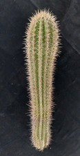 Pachycereus pringlei talea di testa circa 60 cm, ariocarpus, cactus
