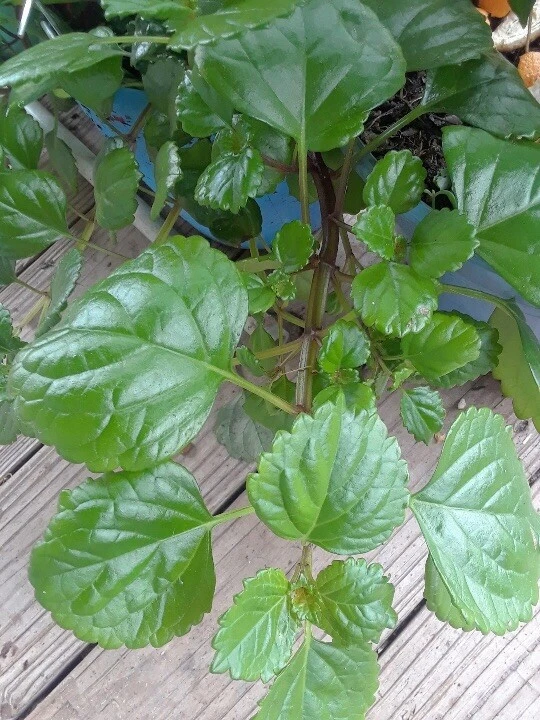 Swedish Ivy Cuttings (5)  Esquejes De Millonaria o Planta Del Dinero - Image 3 of 4