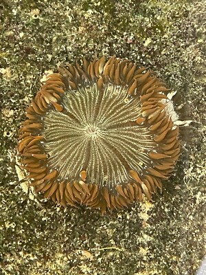 Ultra Rock Flower Anemone RFA | eBay