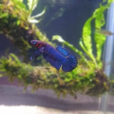 Live Wild Betta Fish Betta Hendra Male Or Female From Indonesia