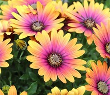 Osteospermum Purple Sun Bicolour Orange Glow Summer Bedding.
