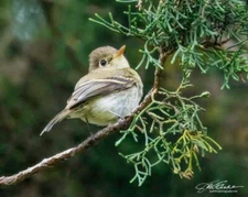Western Flycatcher by Joseph Fisher Fine Art Print Wildlife Bird Nature 13x19