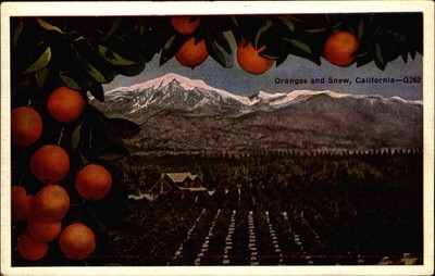 Orange grove and Snow~ Southern California~unused c1910 Pacific Novelty postcard