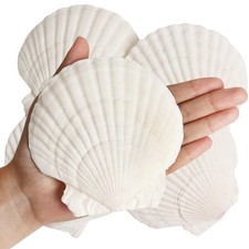 4 Pack Natural Scallop Seashells 4 to 5 Inch for Crafts Party Home Decor