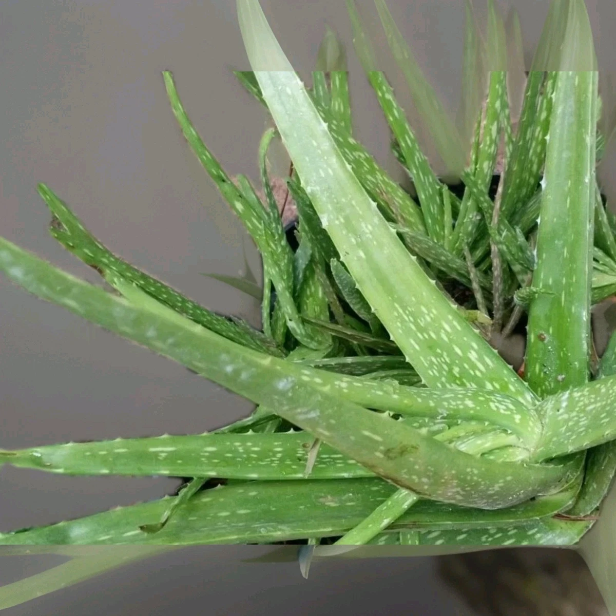 Aloe Vera Temperate Edible Cactis&Succulents for sale | eBay