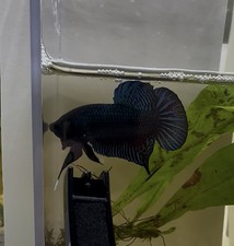 Betta SUPER BAGAN Plakat Fighter VIP champion bloodline. Perfect body structure