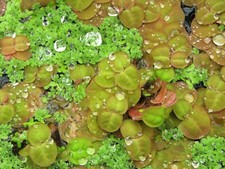 Phyllanthus Fluitan/Red Root Floater plant