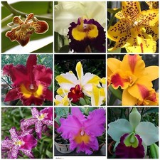 4 Live ORCHIDS choose 4 Cattleya, 4 Oncidium, 4 Vanda,4 Dendrobium, or 4 Phals