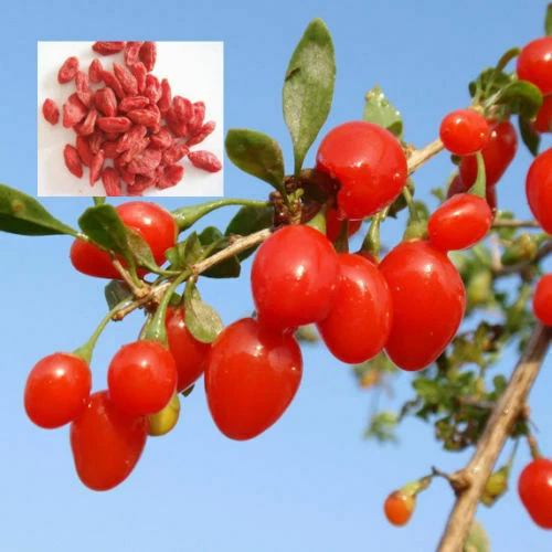 Shiseido чистый белый напиток 50 мл x 30 бутылок - Изображение 4 из 4