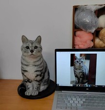 Customized felt pet products, capturing moments companionship dorable cats dog